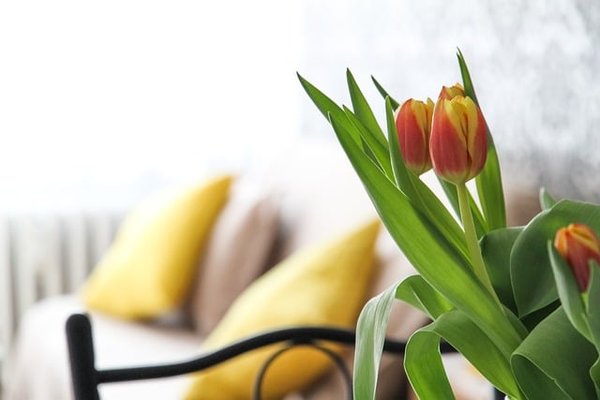 Intégrer les Plantes à Votre Décoration Intérieure : Un Guide Innovant