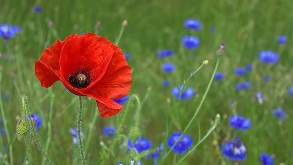 Top 10 plantes à planter au printemps pour un jardin florissant