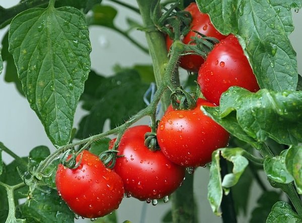 Les légumes à planter en automne : Un guide pour une récolte riche et saine
