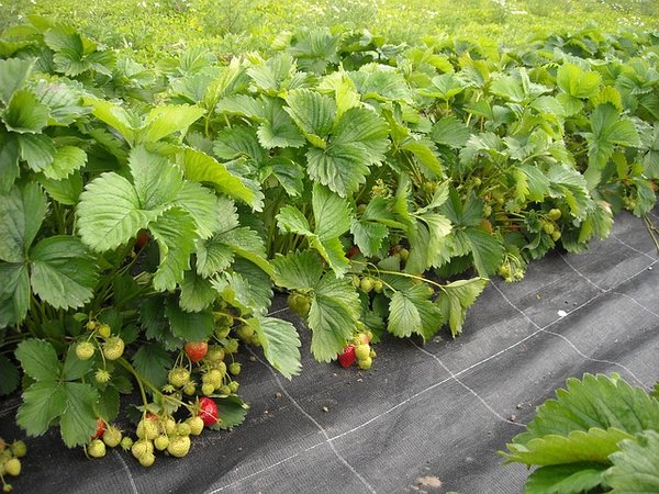 Comment Créer un Jardin Écologique : Un Guide Complet